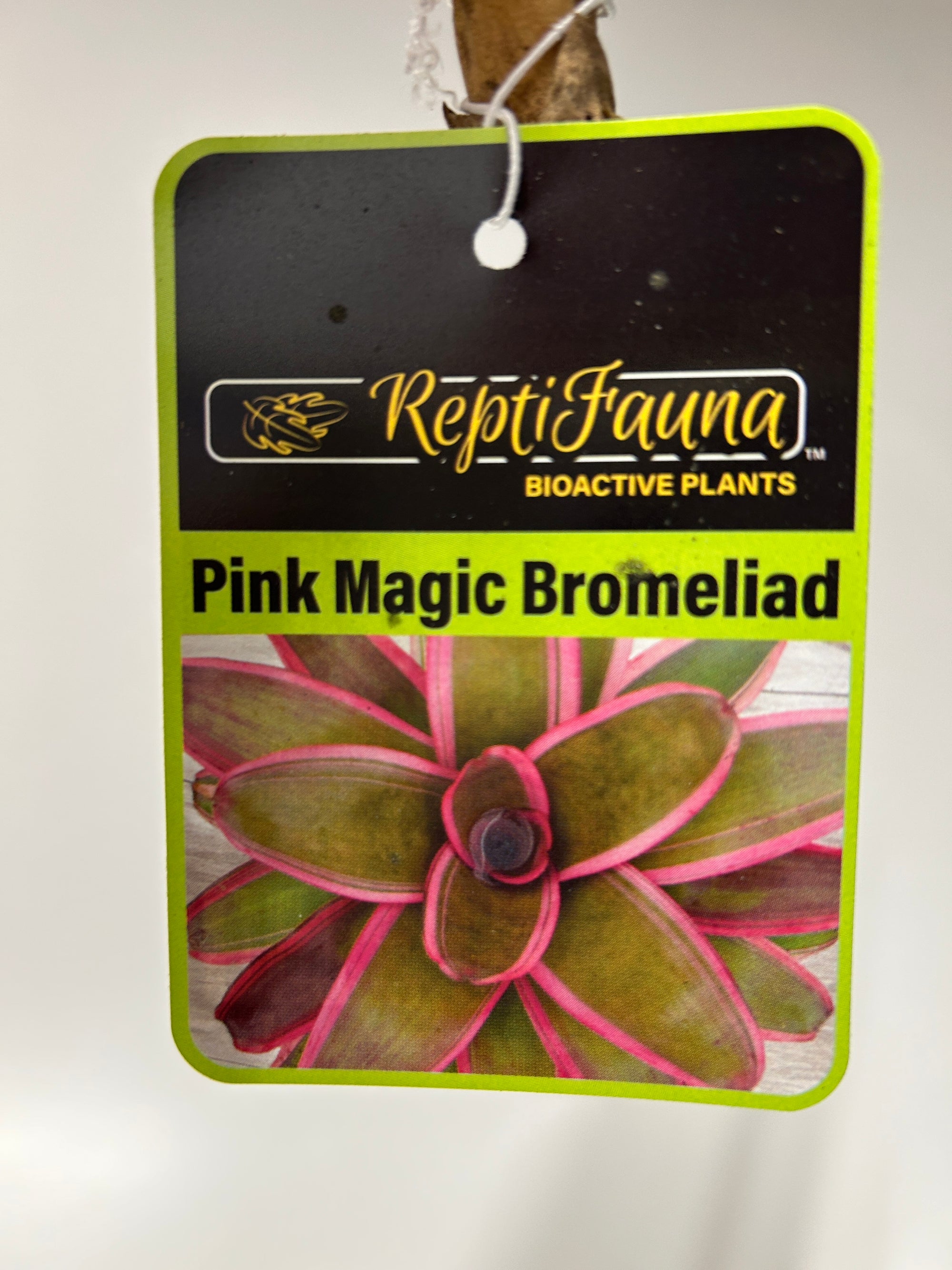 Reptifauna Bromeliad - Segrest Farms