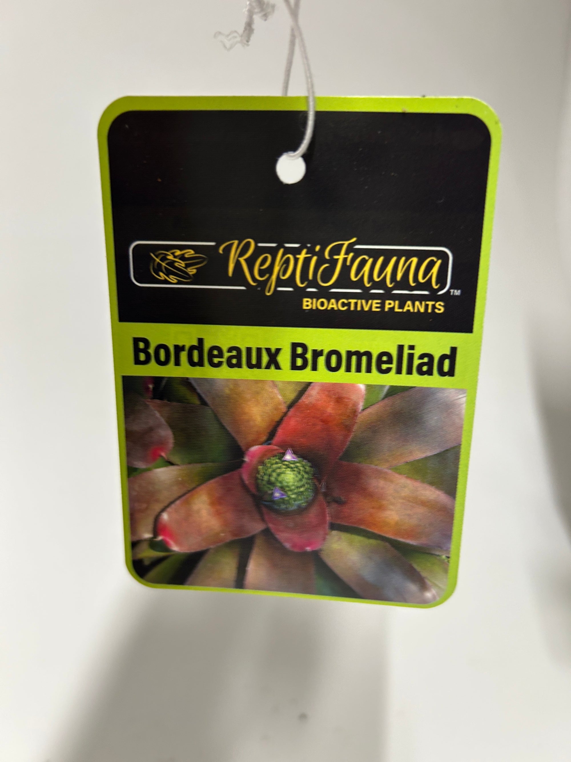 Reptifauna Bromeliad - Segrest Farms
