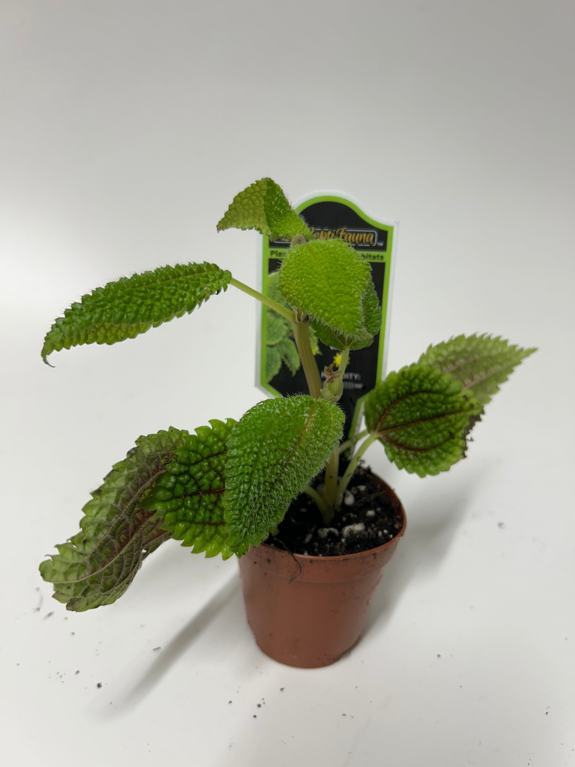 Reptifauna Pilea - Segrest Farms