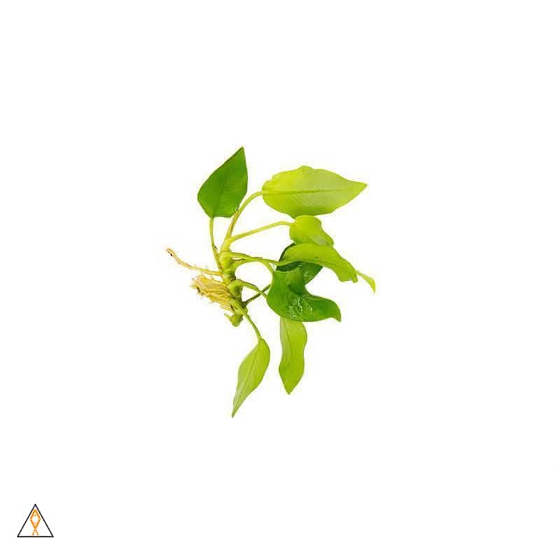 Aquatic plant ALA - Loose Cutting Anubias nana 'Golden'
