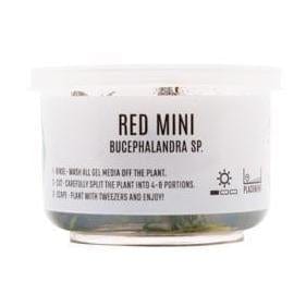 Bucephalandra 'Red Mini'