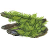 Vesicularia montagnei &#39;Christmas Moss&#39;