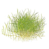 Eleocharis acicularis &#39;Mini&#39; (Dwarf Hair Grass)