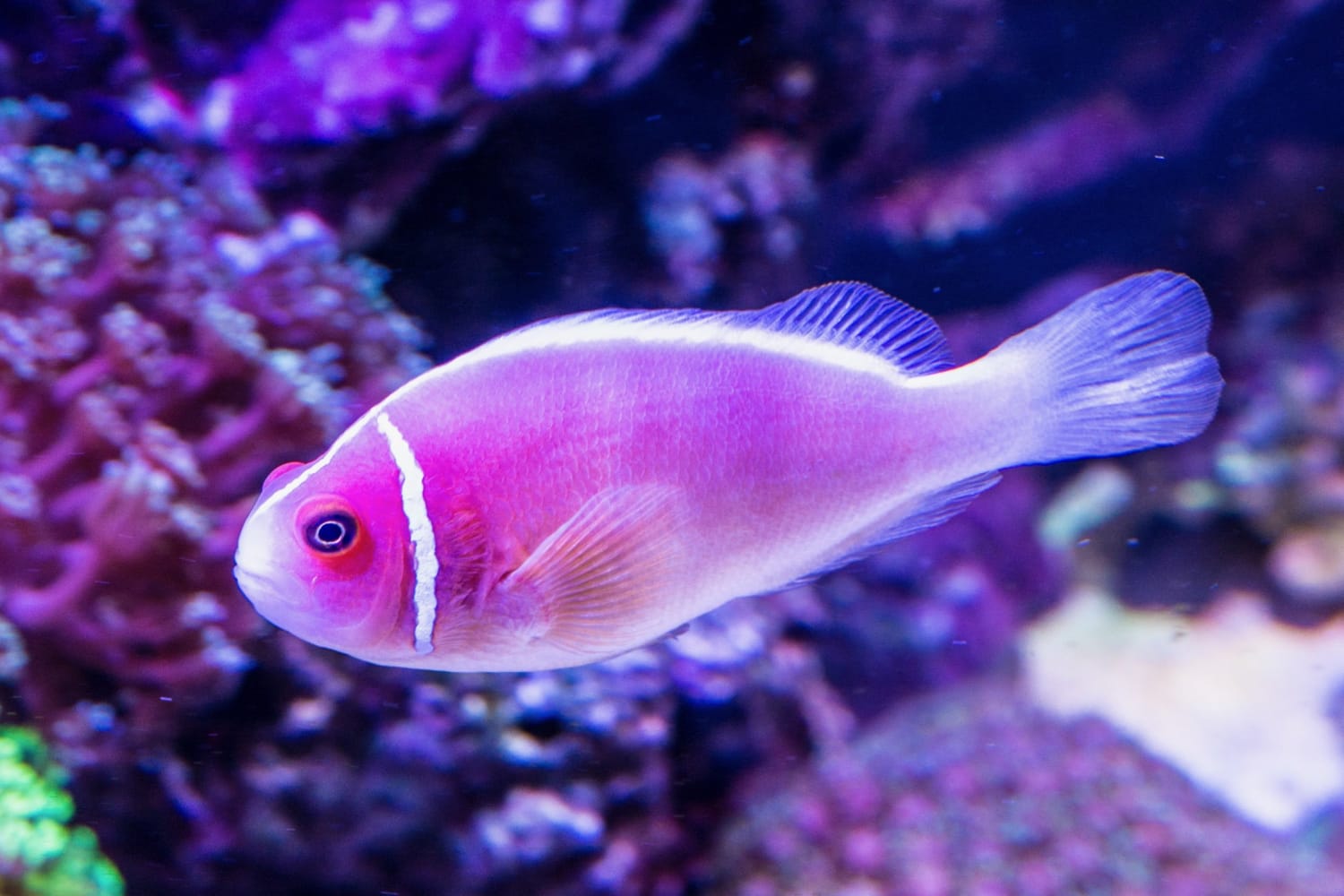 real purple fish