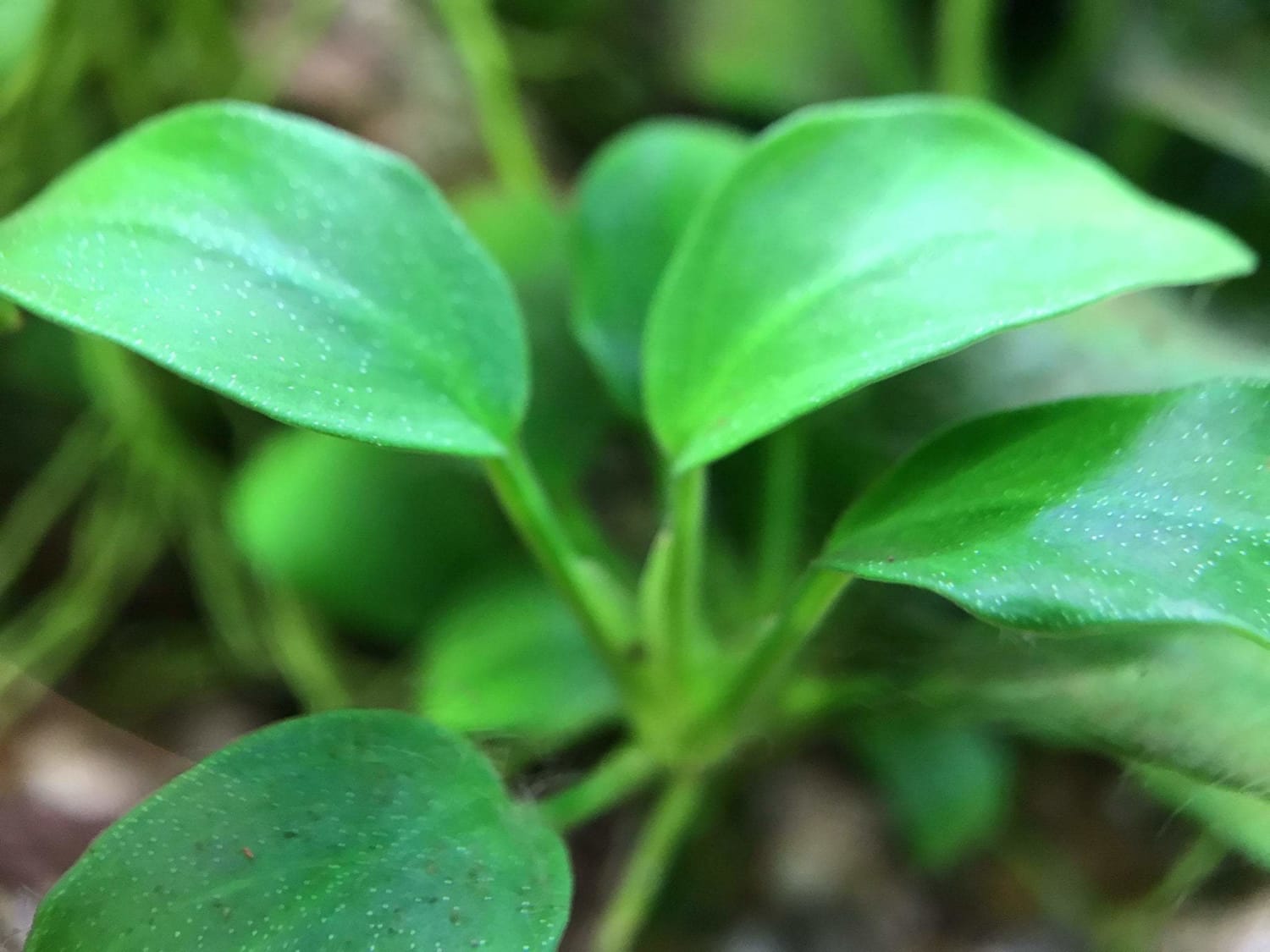 New In-Vitro Tissue Culture Plants 1/16/19