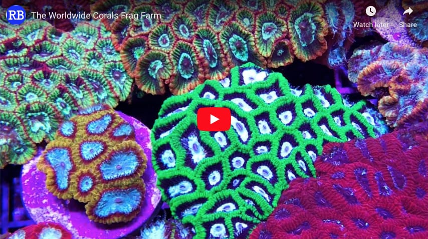 Reef Builders takes you through the WWC Coral Farm