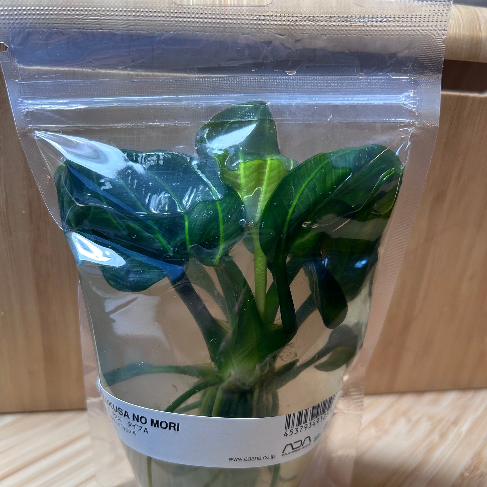 Echinodorus Opacus Type A 'Saona Carlos'