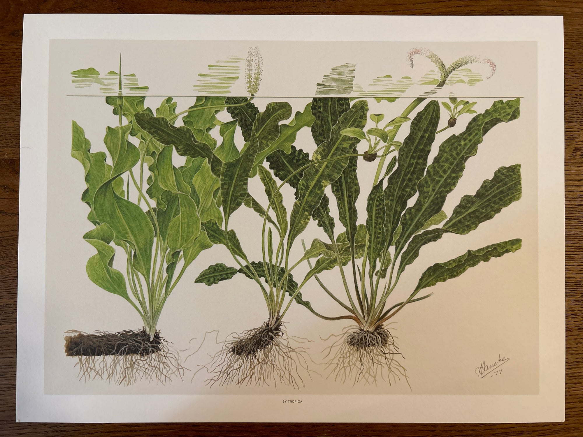 Art Poster - Tropica