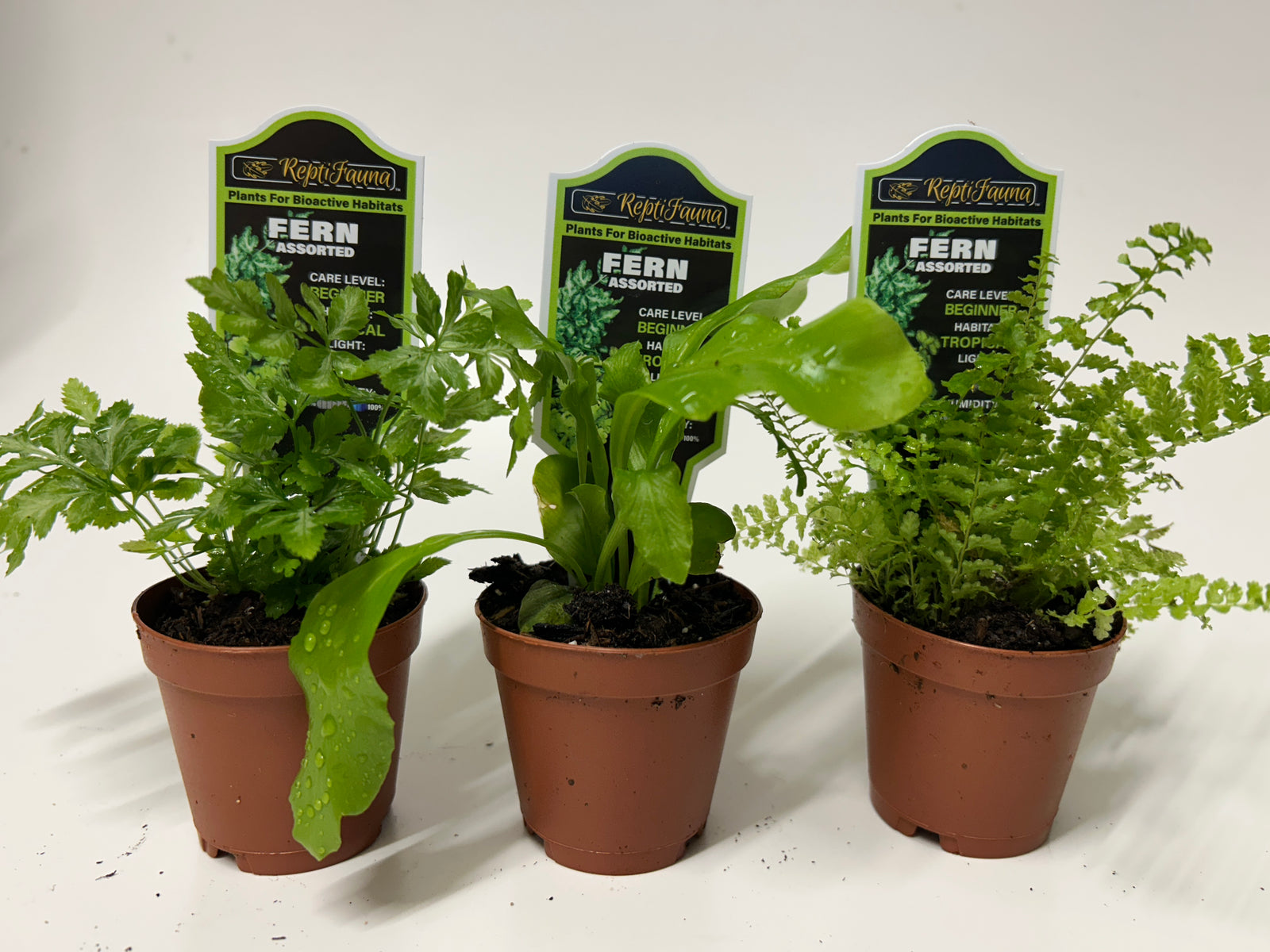 Reptifauna Assorted Ferns - Segrest Farms