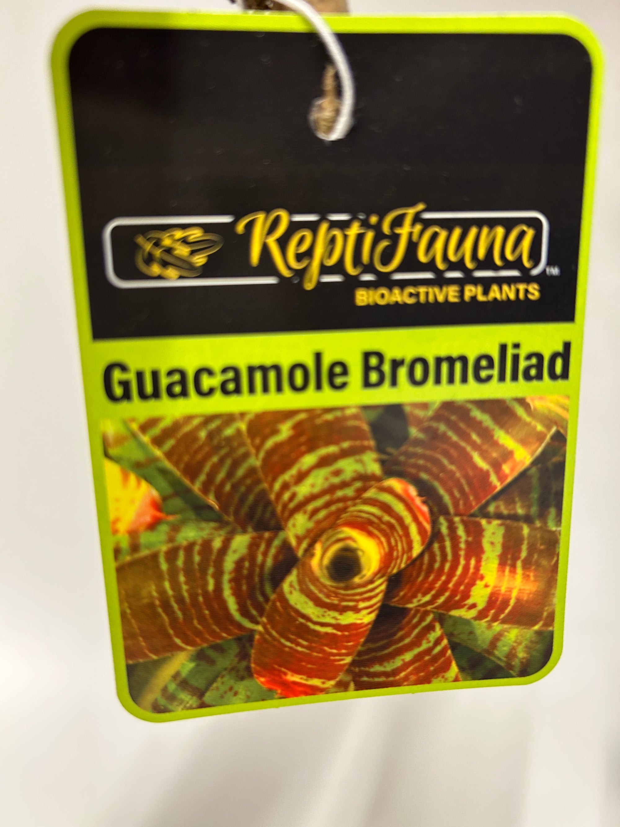 Reptifauna Bromeliad - Segrest Farms