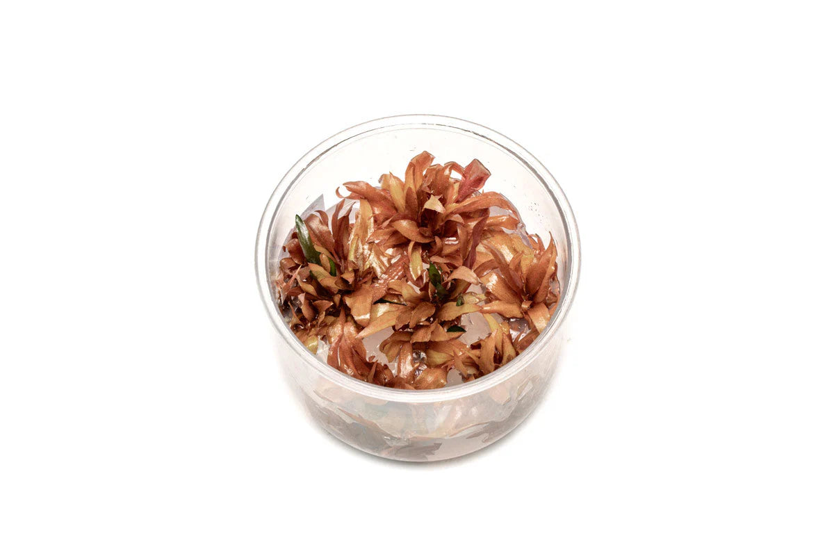 Cryptocoryne Wendtii 'Sindoor'