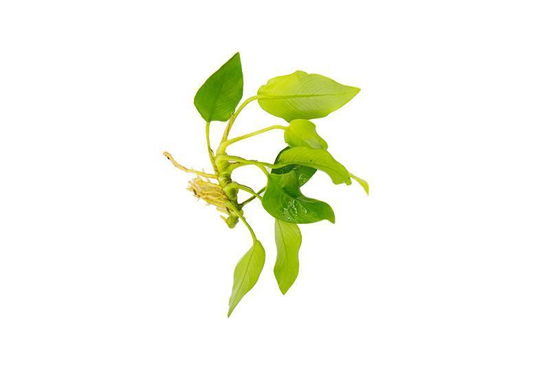 Anubias nana &#39;Golden&#39;