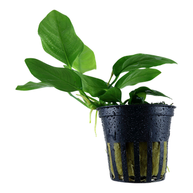 anubias aquarium plant Anubias barteri 'Nana' (Tropica)