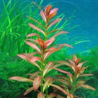 Ammannia sp. &#39;Sulawesi&#39;