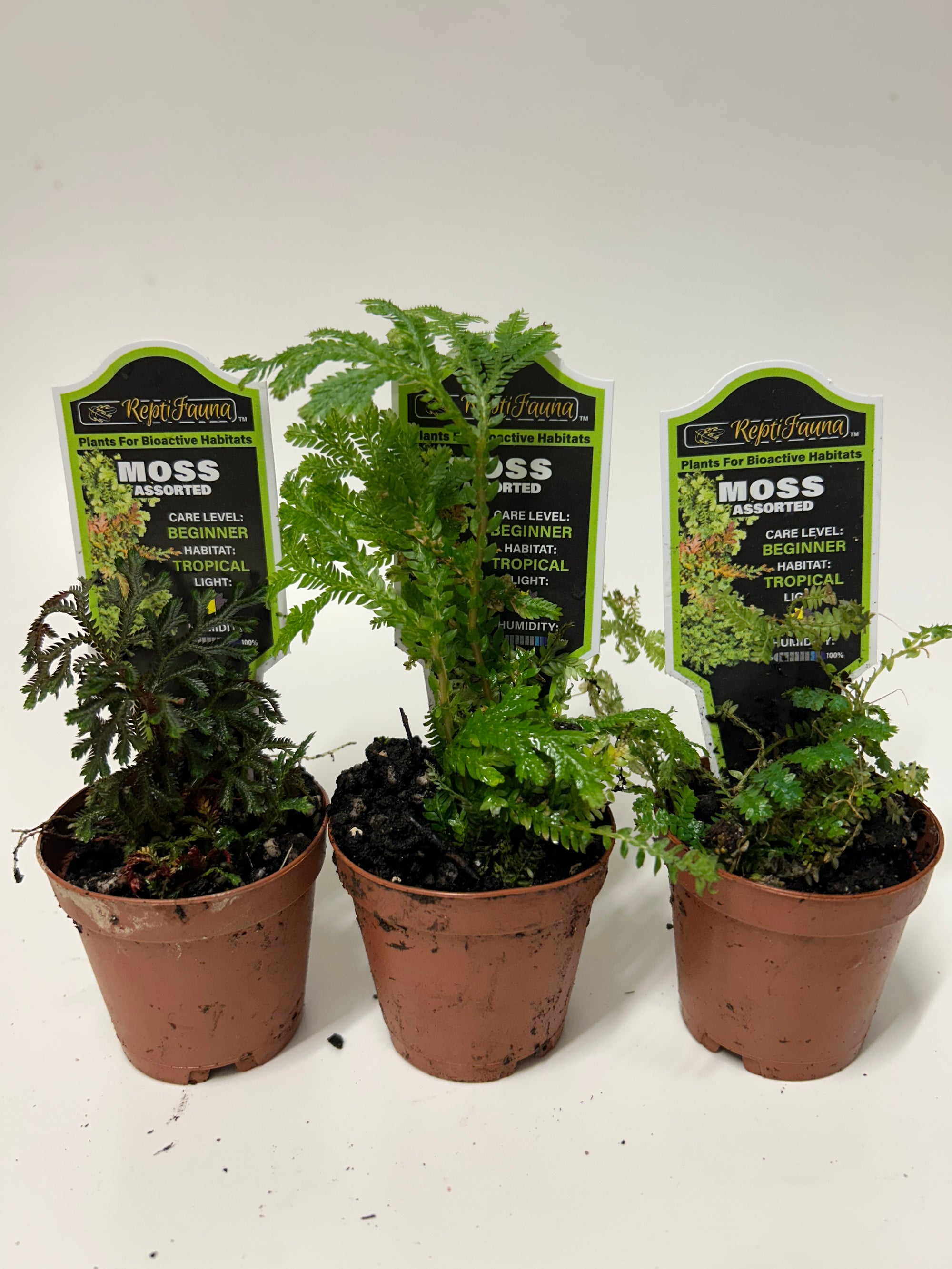 Reptifauna Assorted Moss - Segrest Farms