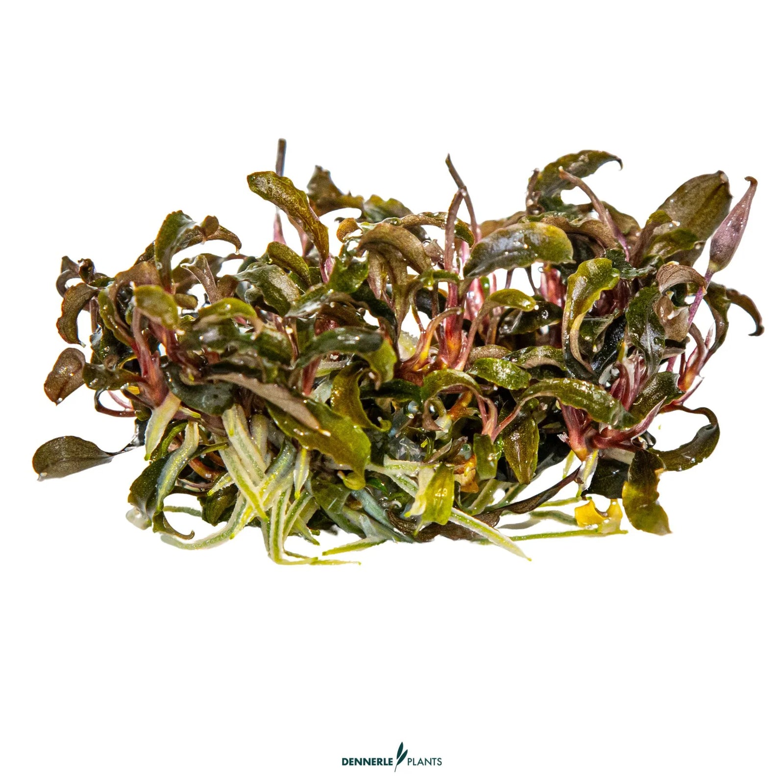 Bucephalandra Kedagang Diabolica