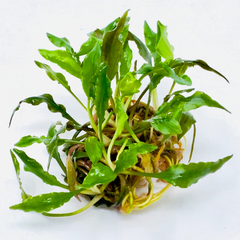 cryptocoryne-spiralis-ck_240x.