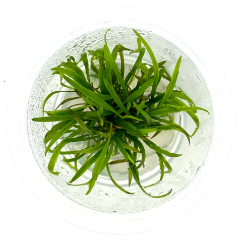 cryptocoryne_spiralis_caudiger