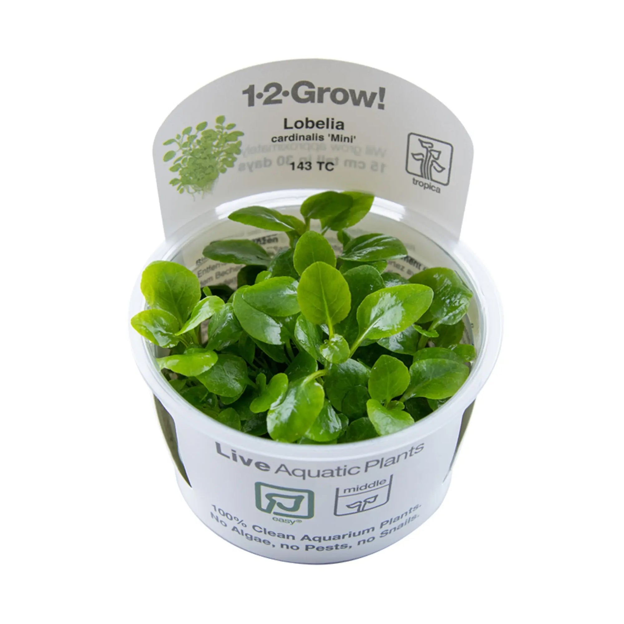 Lobelia cardinalis 'Mini'