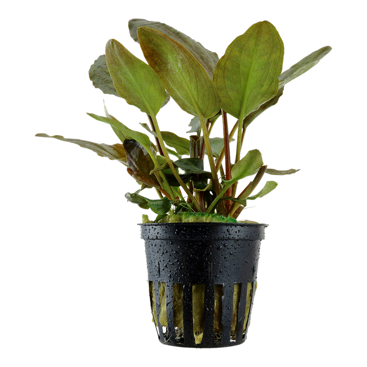 Lagenandra meeboldii &#39;Red&#39;