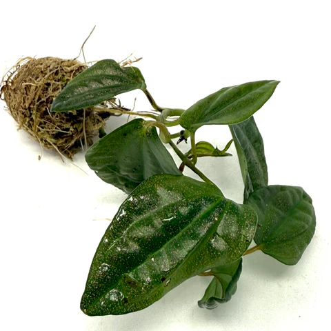 types of pothos chart Piper Haridasanii 'Miao'