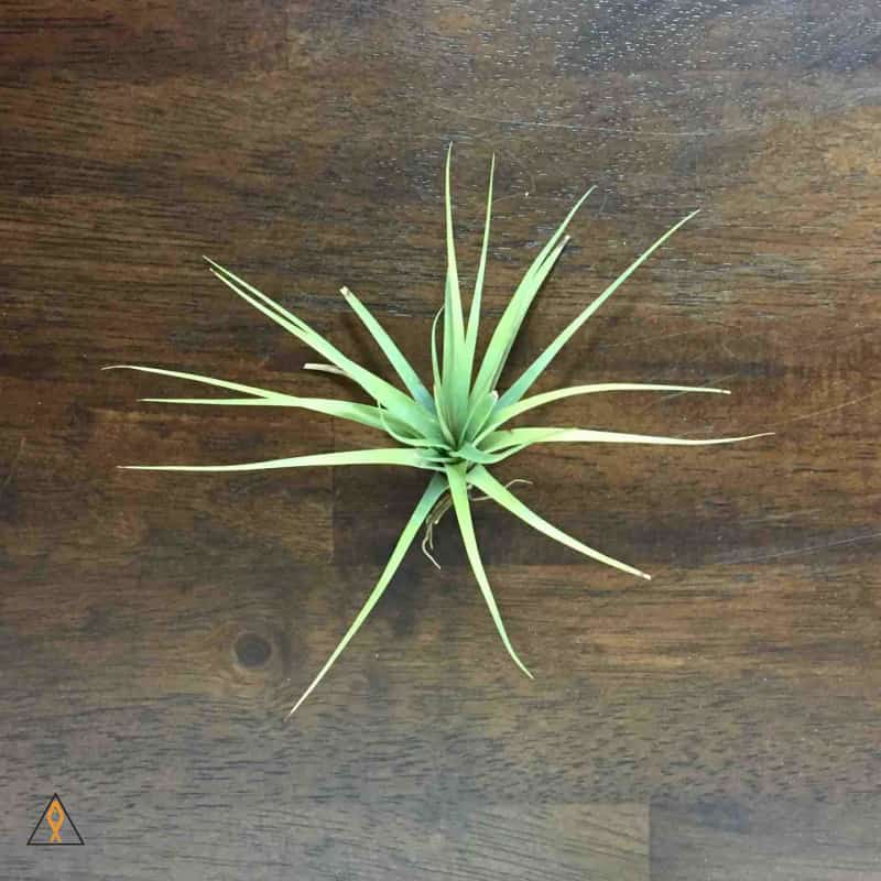 Terrestrial Plant Small (&lt;3&quot;) Tillandsia Air Plant