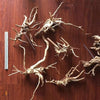 Medium (8” - 12”) Branched Spider Wood - ALA