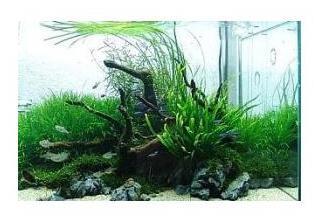 Aquarium Driftwood Jangle Wood - ALA