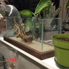 Aquarium Pedestal Serene Mini (17.7&quot; x 5.5&quot;) Walnut Hardwood Aquarium Pedestal - ALA