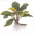 Anubias barteri var. 'coffeefolia'