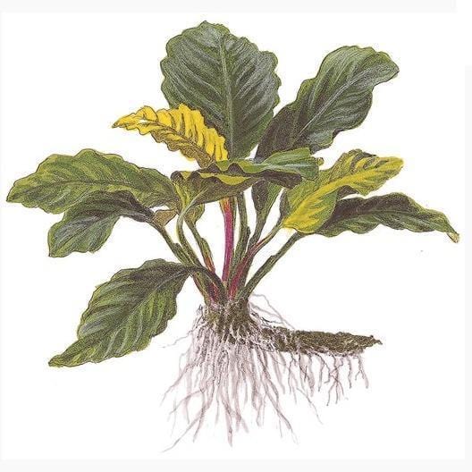 anubias plant seeds Anubias barteri var. 'coffeefolia'