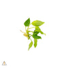 Aquatic plant ALA - Loose Cutting Anubias nana &#39;Golden&#39;