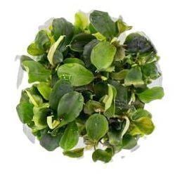 aquatic-plant-bucephalandra-
