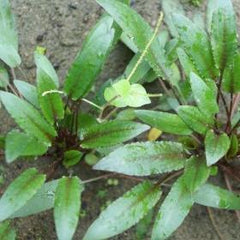 aquatic-plant-cryptocoryne-