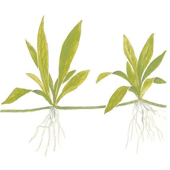 aquatic-plant-helanthium-