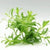 Heteranthera zosterifolia (Stargrass)