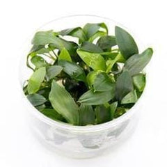 aquatic-plant-homalomena-sp-
