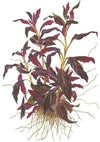Ludwigia glandulosa