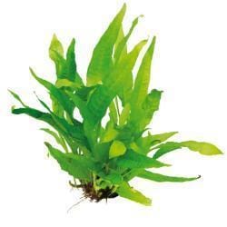 Aquatic plant Microsorum pteropus (Java Fern)