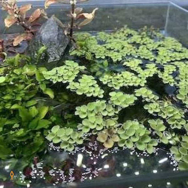 plastic floating aquarium plants Salvinia sp. Floating Plant