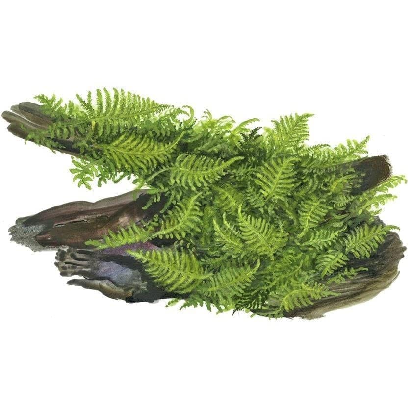 Vesicularia montagnei 'Christmas Moss