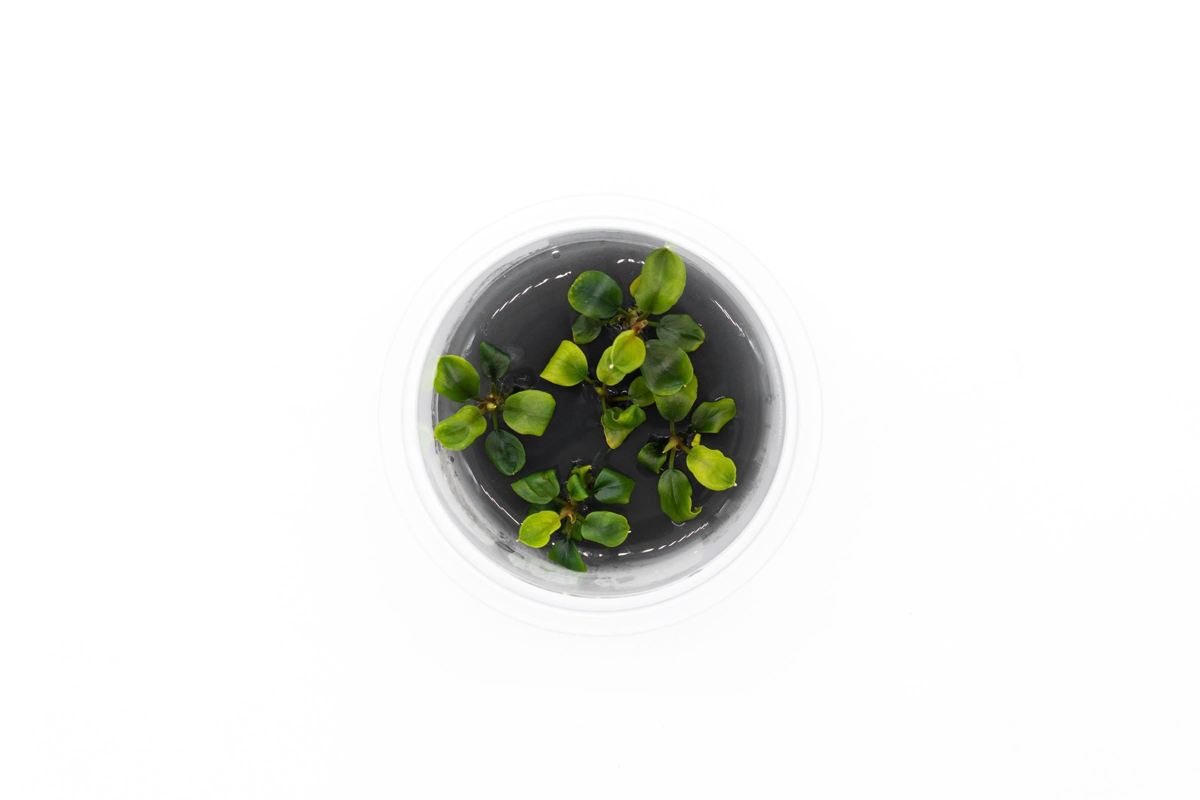 bucephalandra-maia-aquatic-