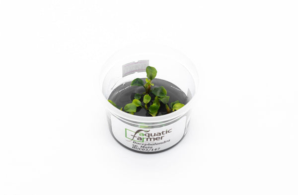 bucephalandra-maia-aquatic-