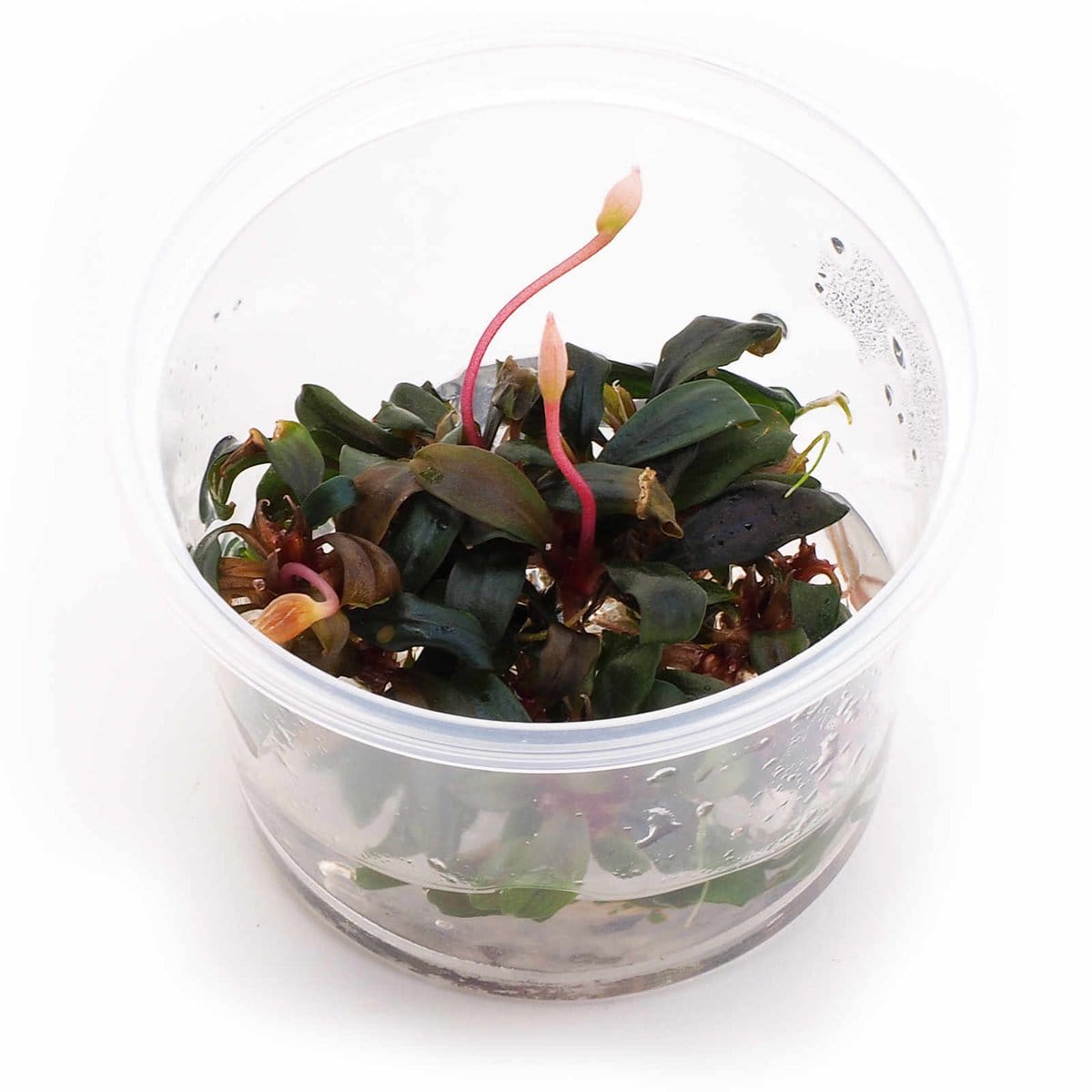 売れ筋新商品 Bucephalandra 【TB】 Landak sp.serimbu 魚用品/水草