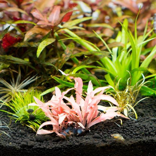 Cryptocoryne albida &#39;Red&#39;