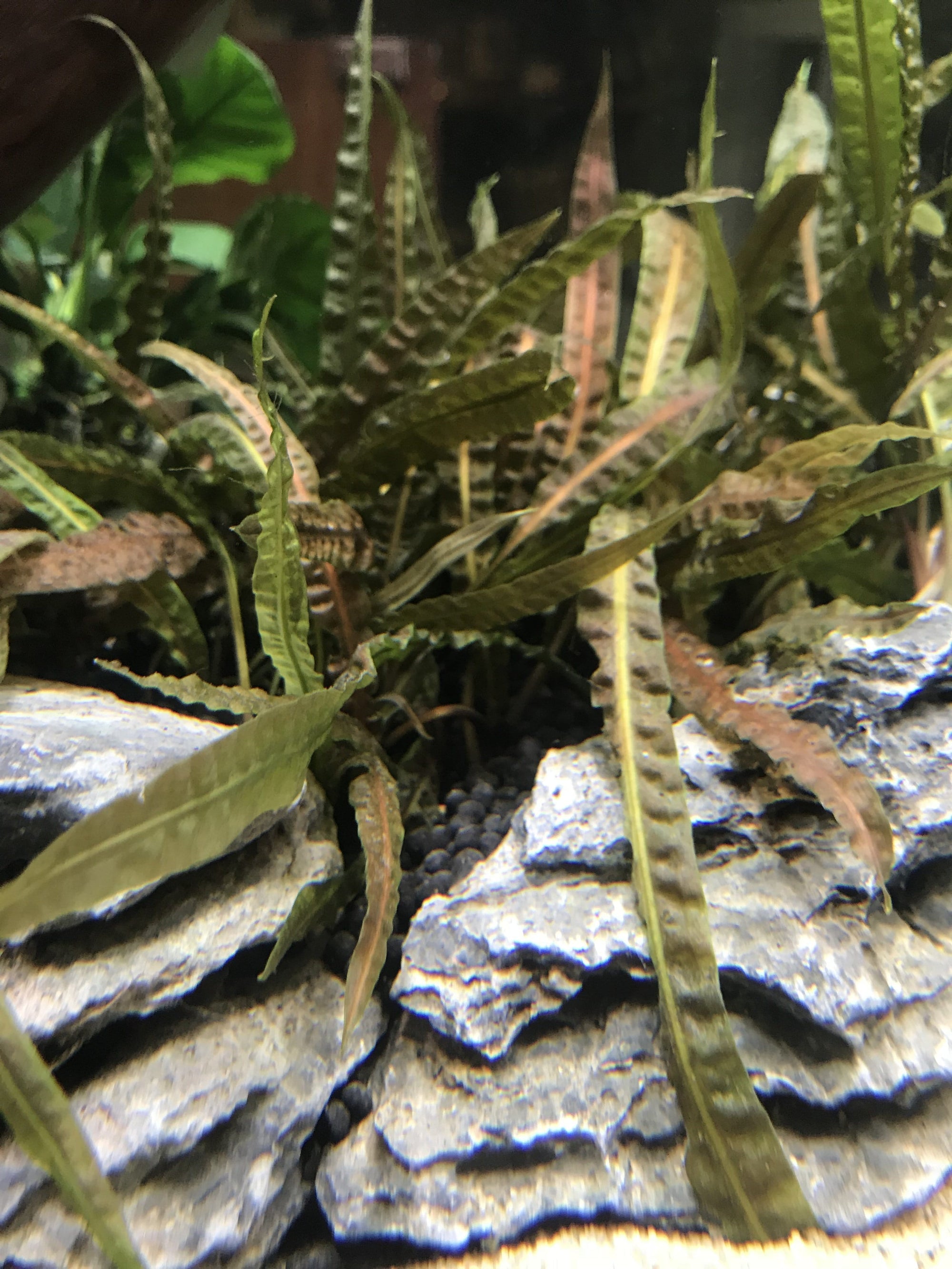 Cryptocoryne balansae