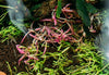 Hygrophila Lancea &#39;Araguaia&#39; Sp. Chai