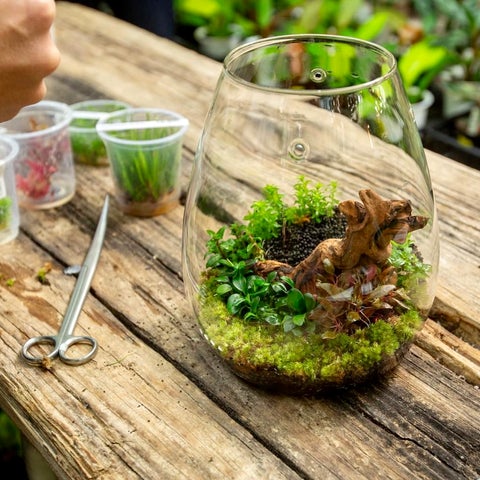 aquarium plants in glass pots Glass Pot SHIZUKU