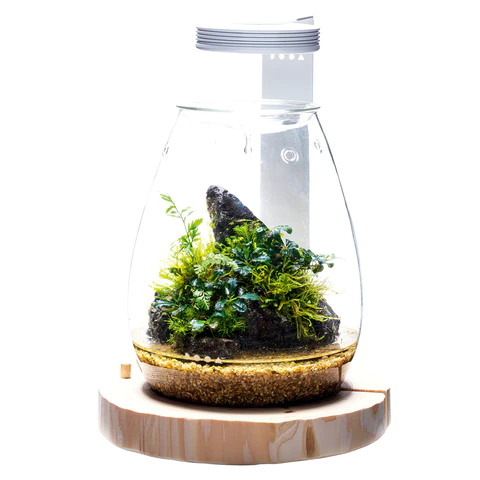 Wood Base Shizuku - DOOA