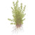 Hemianthus (Micranthemum) micranthemoides (Pearl Weed)